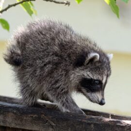 Unaffiliated Store Uses Stolen Logo and Artwork from Jimothy the Raccoon Facebook Page Unaffiliated Store Uses Stolen Logo and Artwork from Jimothy the Raccoon Facebook Page